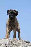 BULLMASTIFF 352